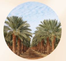 صورة س2